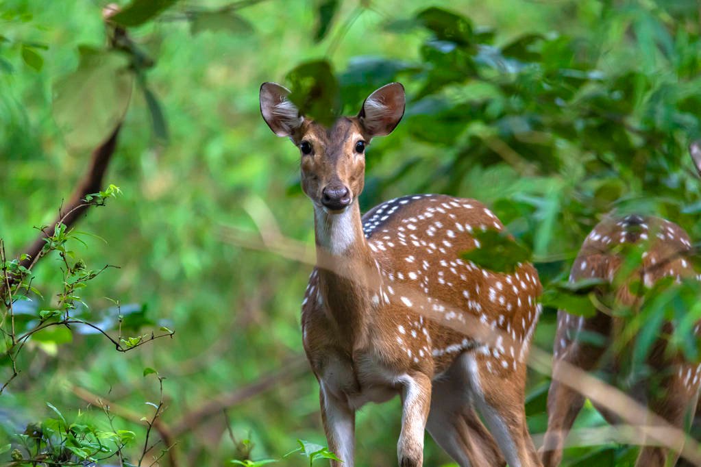 Chital deer