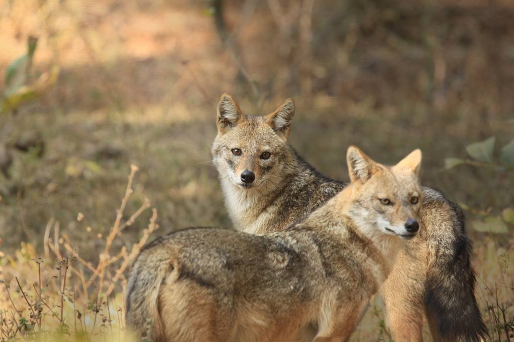 Golden jackal