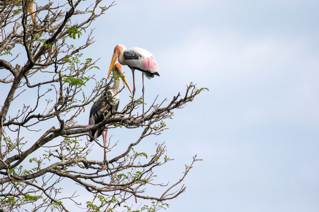 Painted- Stork