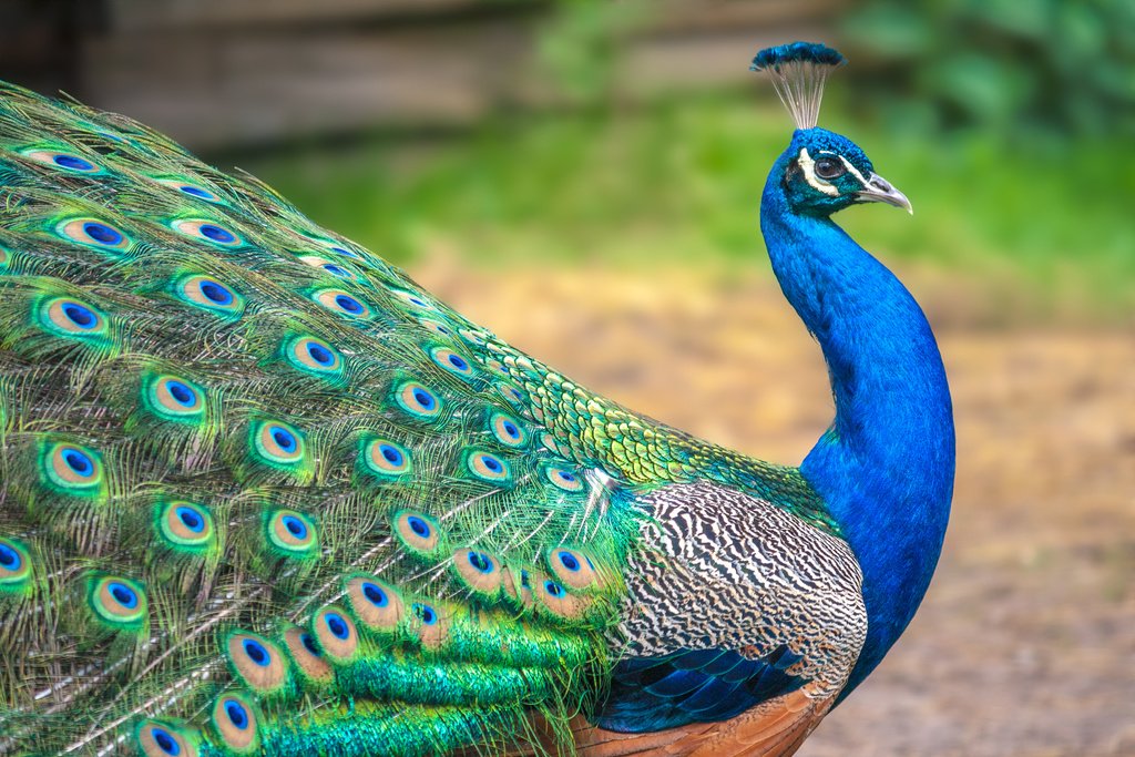 Peacock