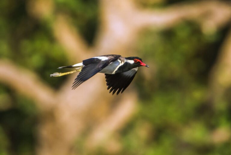 bundala-national-park-1024x768